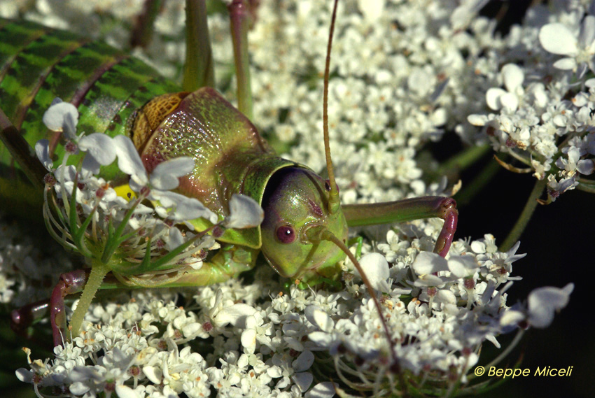 Bradyporidae: Ephippiger zelleri